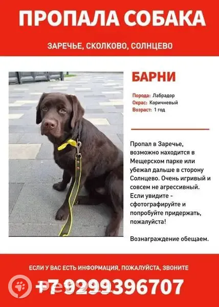 Пропала собака, мужской, Лучистая улица, Заречье - photo