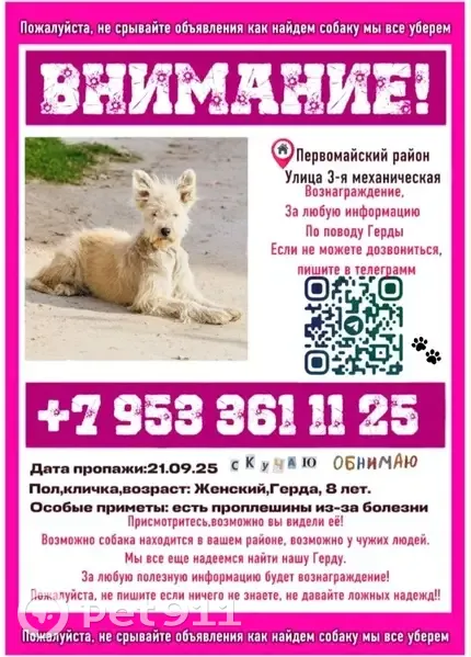 Пропала собака, 3-я Механическая улица, Новосибирск - photo