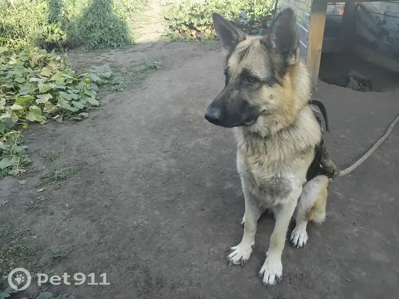 Пропал собака, мужской, улица Родимцева, Черемисиново - чепрачный окрас - photo