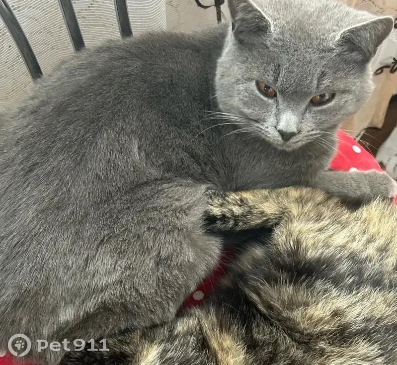 Пропал кот, улица Свободы, 11, Выселки - британской породы, оранжевые глаза - photo