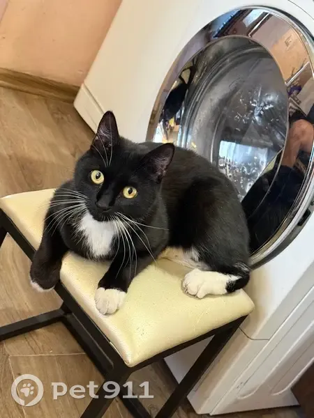 Пропал кот, Артёмовская улица, 30, Ростов-на-Дону - окрас маркиз, шрам на левом ухе - photo