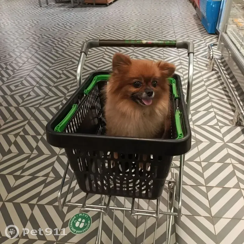 Пропала собака, женская, улица Бурова, 35, Брянск - рыжая, маленькая - photo