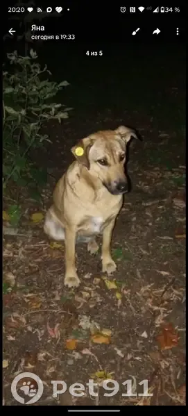 Пропала собака, улица Рахимова, 25, Казань - рыжая, без хвоста - photo
