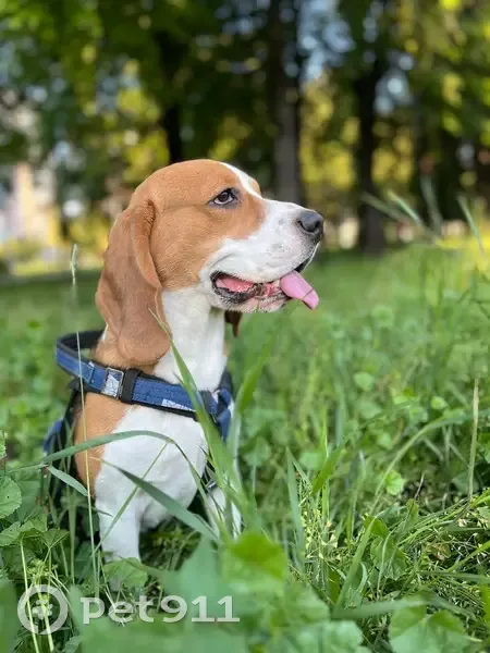 Пропал собака, улица Врача Попова, 64, Чердаклы - от дома далеко никогда не убегал - photo