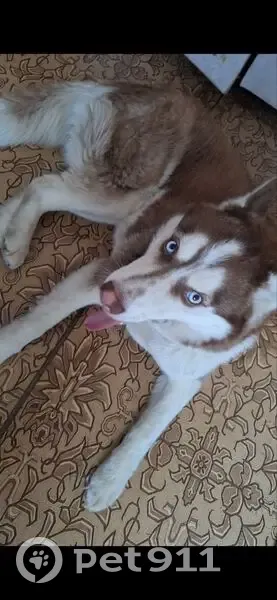 Пропала собака, улица 65 лет Победы, Люберцы - photo