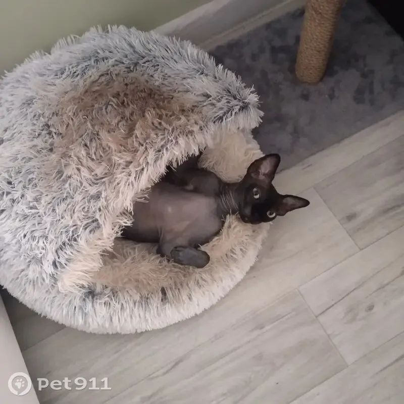 Пропал кот, Аэрофлотская улица, 138, Приморско-Ахтарск - тёмный окрас, кастрированный - photo