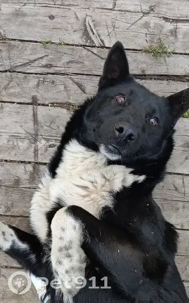Пропала собака, улица Энгельса, Сыктывкар - чёрно-белый окрас, отзывается на кличку Тор - photo
