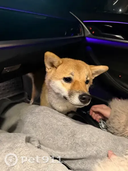 Пропала собака, Минское шоссе, Жуково (смоленский) - девочка породы Симба Ину - photo