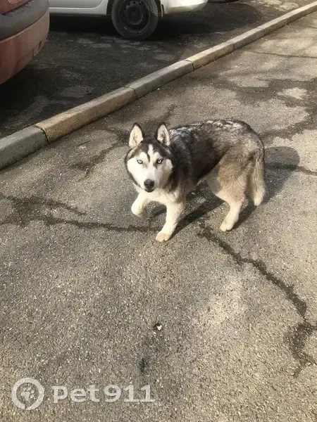 Найдена собака, улица Розы Люксембург, 1А, Ставрополь - напугана и голодна - photo