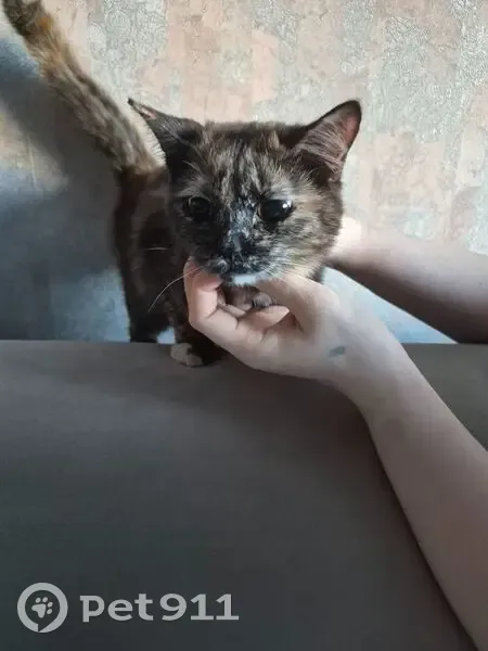 Найдена кошка, 35, Кострома - разноцветная кошечка - photo