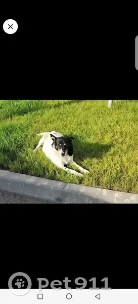 Пропала собака, улица Тимуровцев, Тюмень - белая с черными пятнами - photo