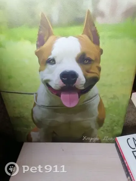 Пропал собака, Минусинск, Красноярский край - ам. стаф терьер, кличка Харди - photo