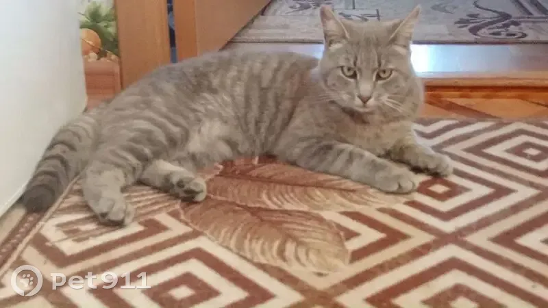 Пропал кот, улица Камыши-Хвощи, городской округ Пенза - серый окрас - photo