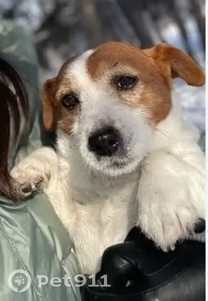 Пропала собака, женский пол, улица Потанина, Омск - белая с рыжими пятнами - photo