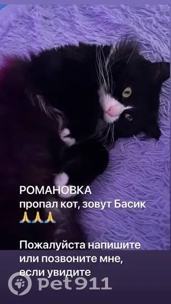 Пропал кот, Верхняя улица, 14 к1, Романовка - чёрно-белый - photo