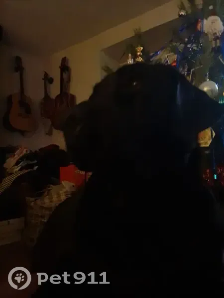 Пропала собака, переулок Славы, 13, Воронеж - чёрный лабрадор, девочка по кличке Элис - photo