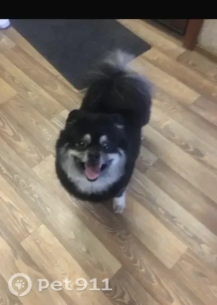 Пропал собака, Маневровая улица, 25А, Екатеринбург - чёрный шпиц - photo