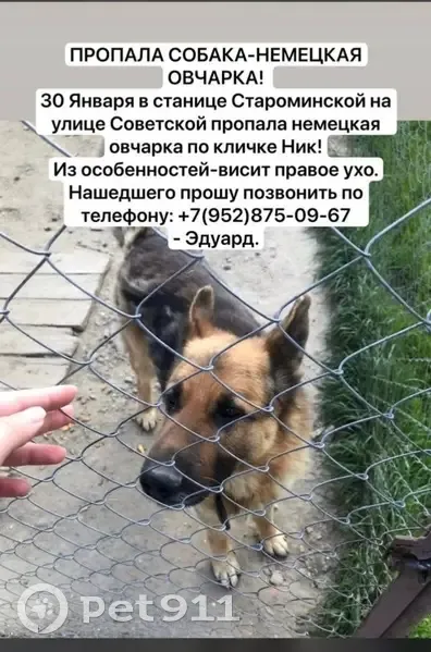 Пропала собака, ул. Советская, Староминская - висит правое ухо - photo