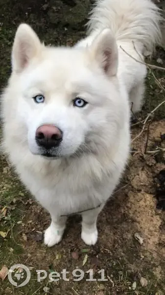 Пропал собака, улица Гастелло, Сочи - чисто белый хаски с голубыми глазами - photo