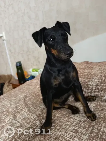 Пропала собака, улица Калараша, 18, Сочи - порода ягд-терьер - photo