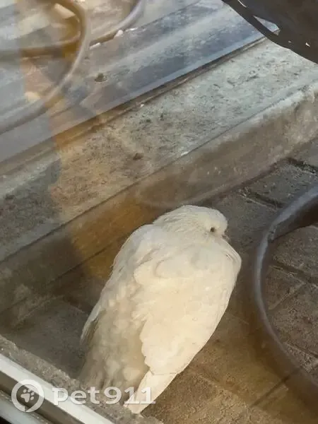 Пропал птица, Фермерская улица, 60, Татарка - белый голубь, возможно свадебный - photo