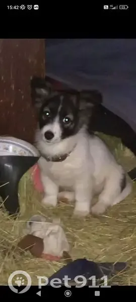 Пропала собака, Дачная улица, Вольск - белая с короткими лапками - photo