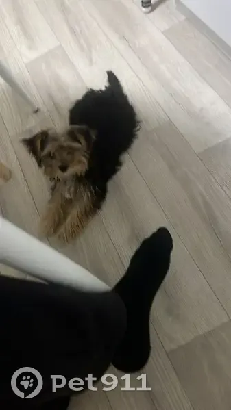 Пропала собака, улица С. Кирова, 77, Элиста - photo