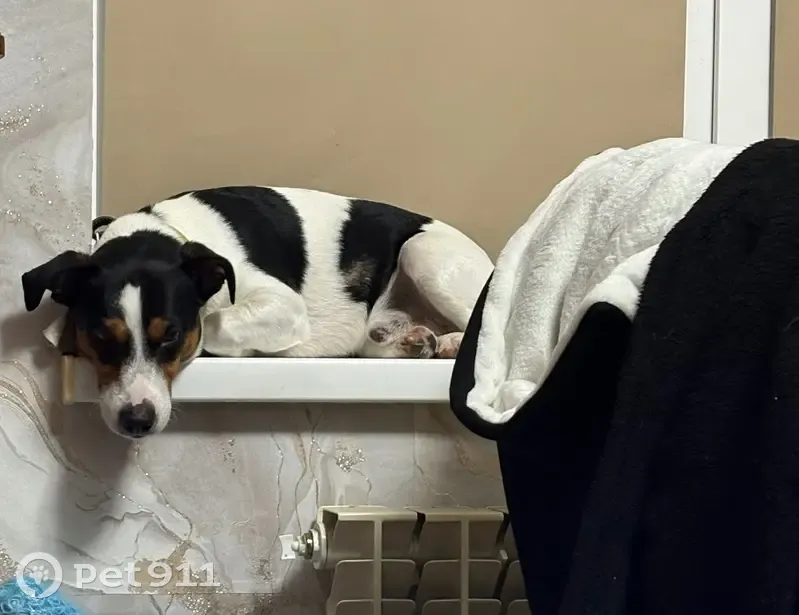 Пропал собака, мужской, Раздольная улица, Михайловск - мордочка трёхцветная - photo