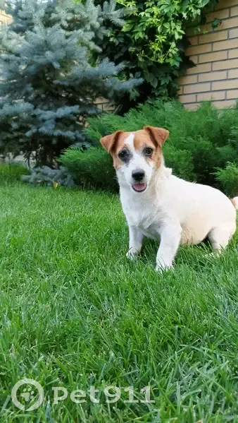 Пропала собака, женский пол, улица Потанина, Омск - Джек Рассел, белая с рыжими пятнами - photo