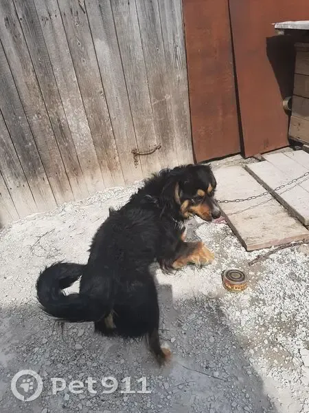 Пропала собака, улица Черняховского, 5, Березники - зелёный ошейник - photo