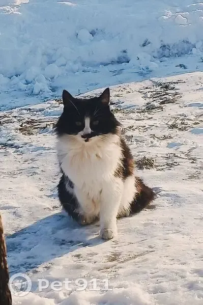 Пропала кошка, Помары, Марий Эл - чёрно-белая окрас - photo