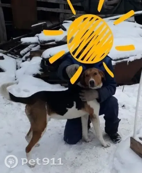 Пропал собака, Лесково, Воронежская область - большой и доброжелательный - photo