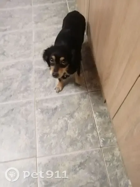 Пропала собака, Усть-Лужское сельское поселение, Усть-Лужское - на ней ошейник - photo