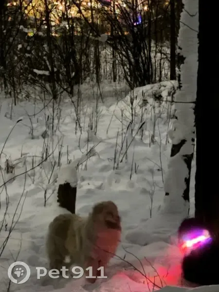 Найдена собака, Водопроводная улица, Санкт-Петербург - светло-бежевый с тёмным ошейником - photo