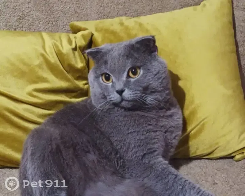 Пропал кот, улица Академика Берга, 14, Жуков - может хромать на заднюю правую ногу - photo