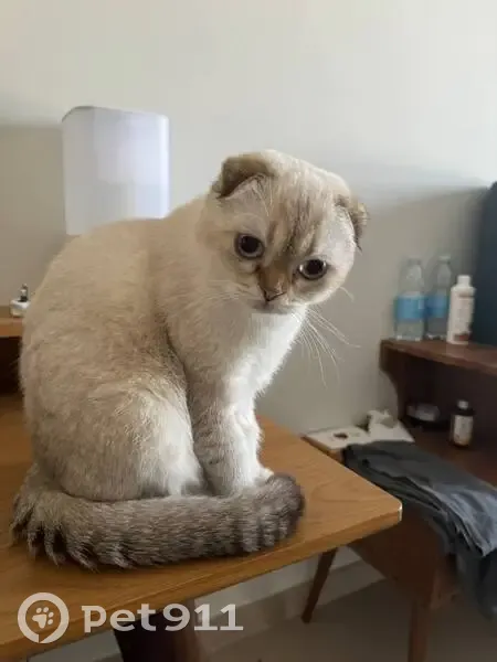 Пропала кошка, улица Мичурина, Саратов - вислоухий с голубыми глазами - photo