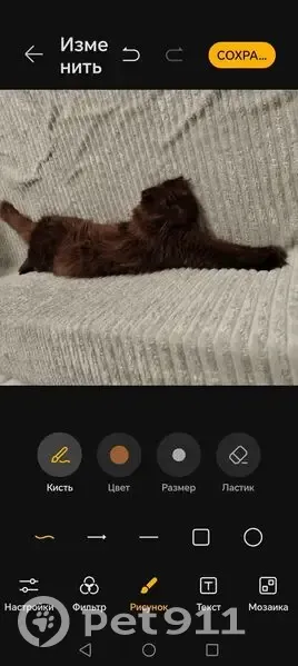 Пропал кот, улица Коминтерна, 70, Оренбург - пушистый длинношерстный шоколадка - photo