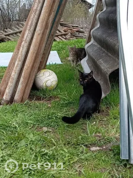 Пропал кот, Набережная улица, Шахунья - ярко чёрного окраса - photo