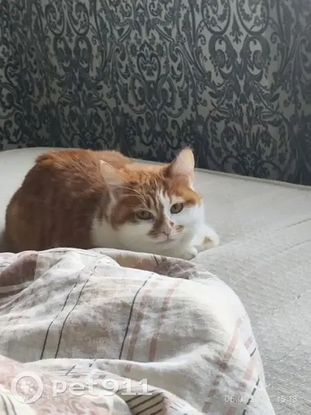 Пропала кошка, Панфиловская улица, 4, Волгоград - убежала из дома 27 числа - photo