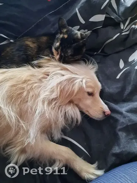 Пропала собака, улица Баркова, 41, Братск - photo