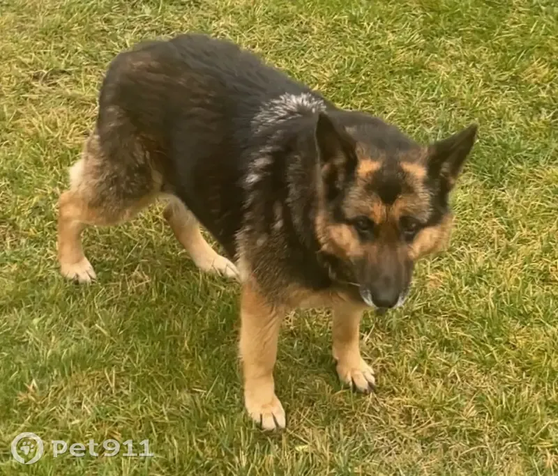Пропала собака, Окраинная улица, Краснодар - срочно нуждается в лечении - photo
