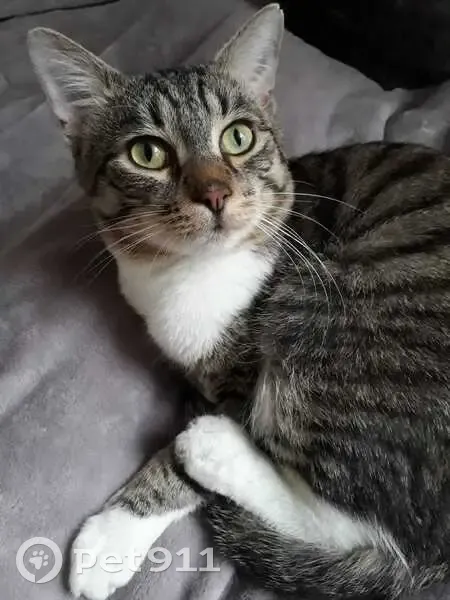 Пропал кот, Малый Рогожский переулок, 13 с1, Москва - тёмно-серый с белым воротничком - photo