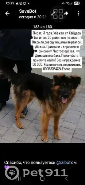 Найден собака, Казань, Татарстан - photo