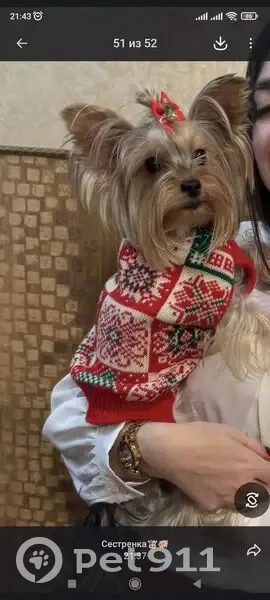 Пропала собака, женский пол, городской округ Липецк - в красном комбинезоне - photo