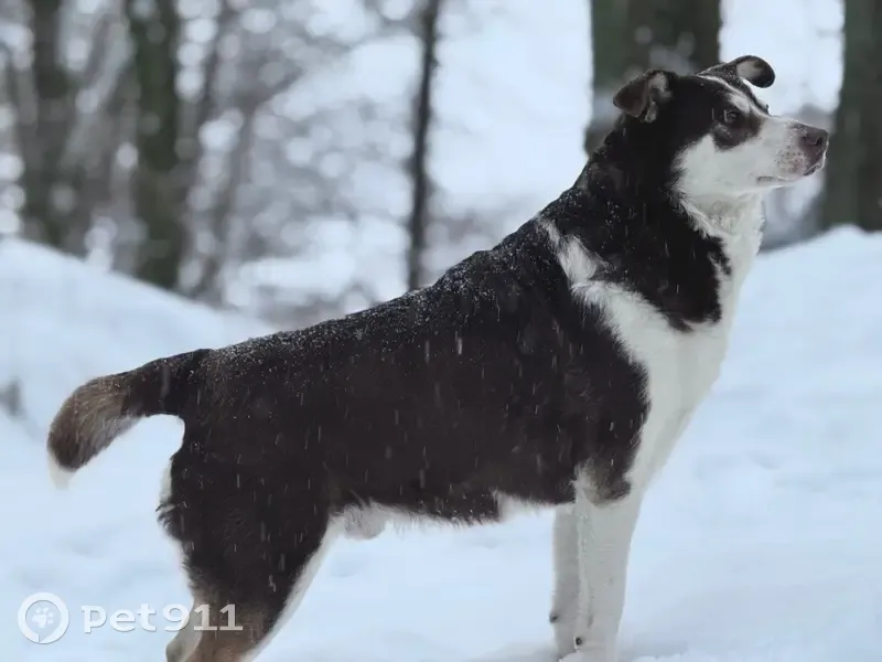 Пропал собака, мужской, Бирюзовая улица, Заозерье - photo