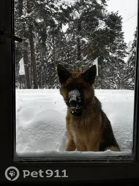Пропала собака, Московская область, Ступино - короткошёрстная овчарка с чёрной спинкой и мордой - photo