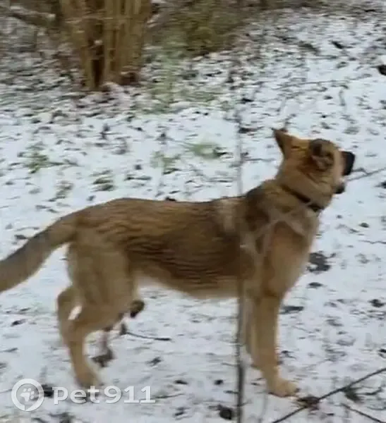 Пропал собака, 2-й Новый переулок, Калянино - рыжий с черной мордой и ушами - photo