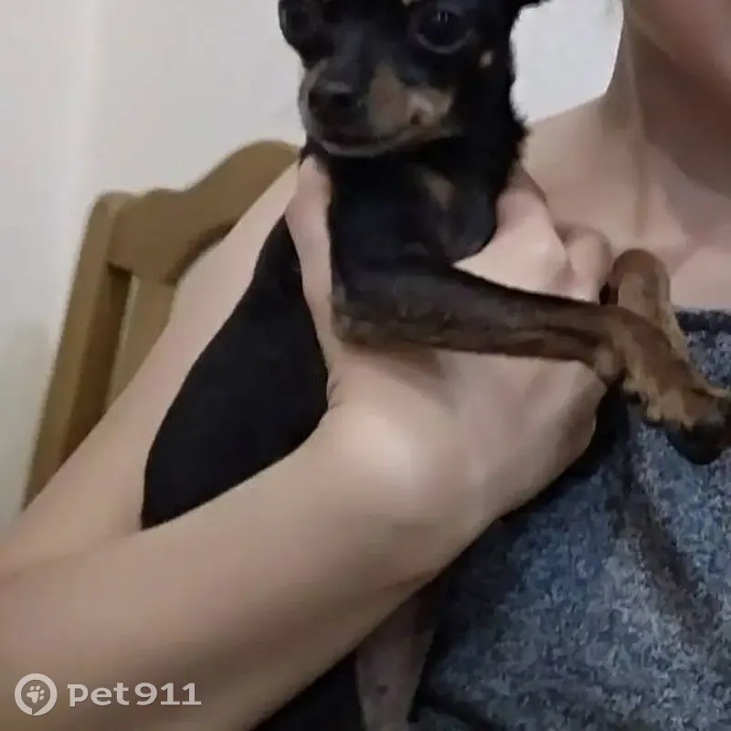 Пропала собака, женская, улица Новосёлов, Сысерть - возрастная и пугливая - photo