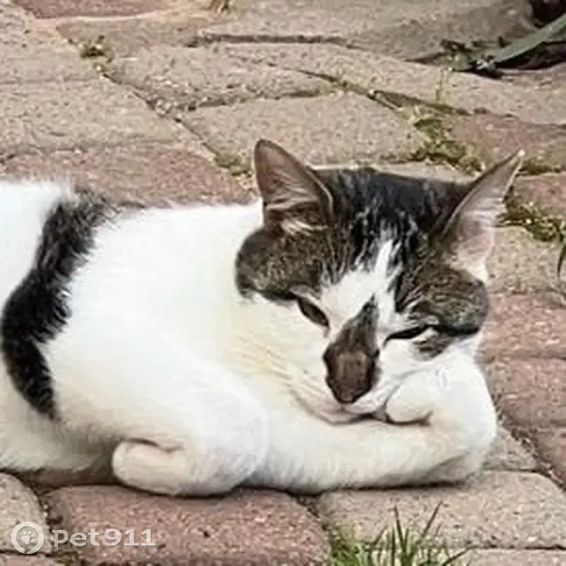 Пропал кот, Звёздная улица, 2, Рощинское городское поселение - серо-белый окрас, ошейник от клещей - photo