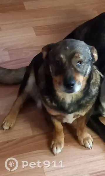 Пропал собака, Витебское шоссе, 15, Катынь - средний размер, с одним глазом - photo